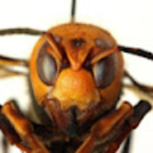 Meet your Posher, Colin